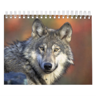Wolf Wölfe in Naturfotografie Kalender