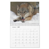 Wolf Wölfe in Naturfotografie Kalender (Jan 2027)