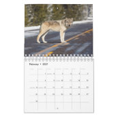 Wolf Wölfe in Naturfotografie Kalender (Feb 2027)