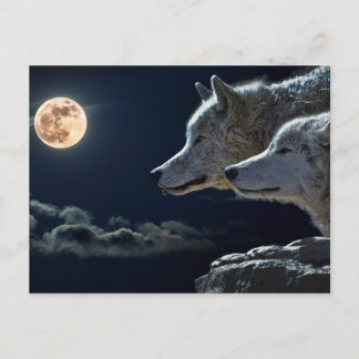 Wolf Wolves Howling am Vollmond nachts Postkarte