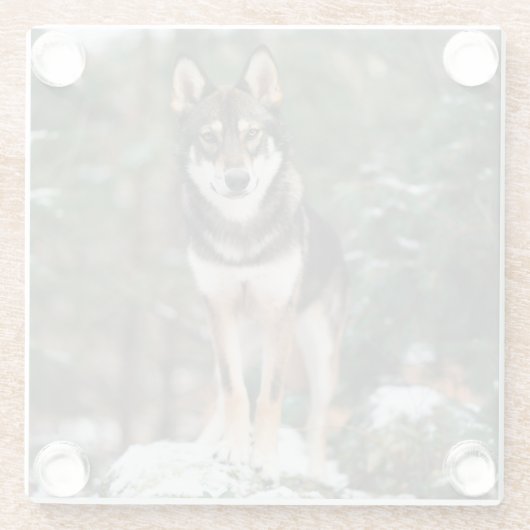 Wolfdog Glasuntersetzer (Rückseite)