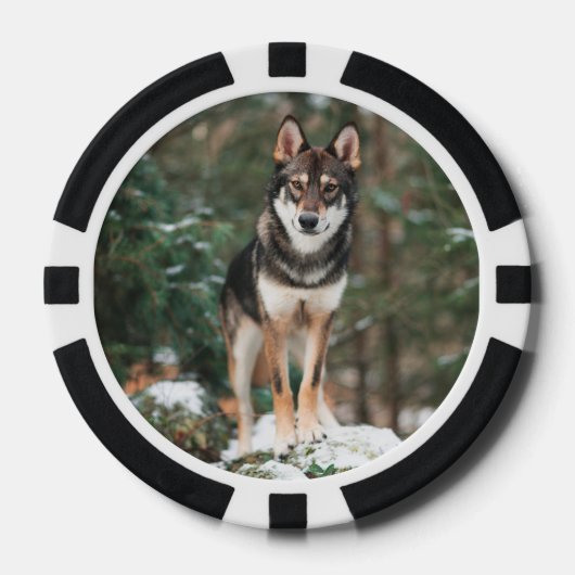 Wolfdog Pokerchips (Vorderseite)
