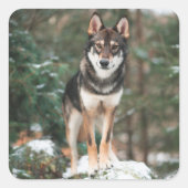Wolfdog Quadratischer Aufkleber (Vorderseite)