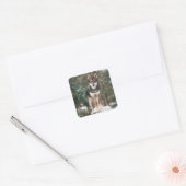 Wolfdog Quadratischer Aufkleber (Umschlag)