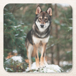 Wolfdog Rechteckiger Pappuntersetzer
