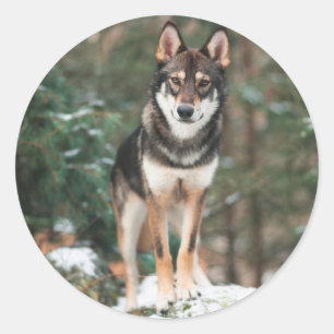 Wolfdog Runder Aufkleber