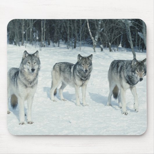 Wölfe am Rande des schneebedeckten Waldes Mousepad (Vorne)