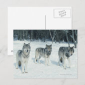Wölfe am Rande des schneebedeckten Waldes Postkarte (Vorne/Hinten)