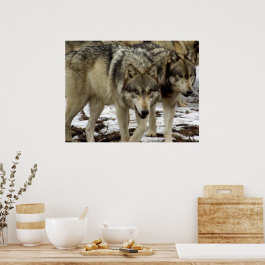 Wölfe auf dem Schüssel Poster (Küche)
