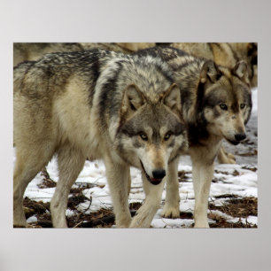 Wölfe auf dem Schüssel Poster