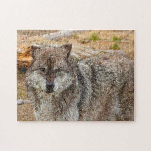 Wölfe aus Yellowstone. Puzzle (Horizontal)