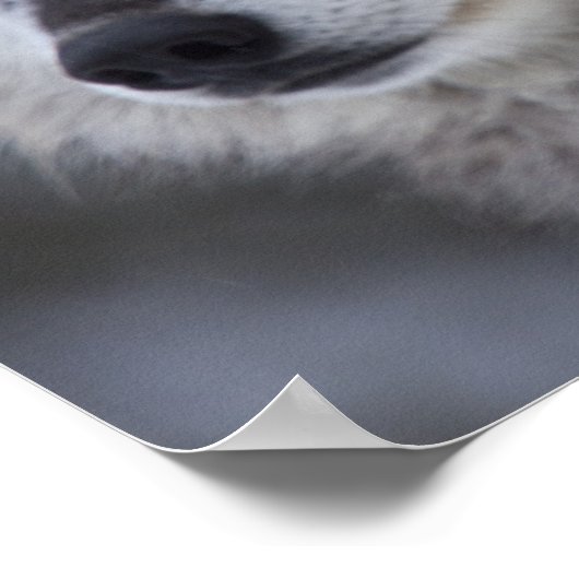 Wölfe (Canus lupus) | West Yellowstone Poster (Ecke)