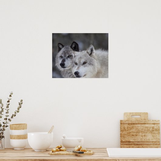 Wölfe (Canus lupus) | West Yellowstone Poster (Küche)