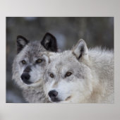 Wölfe (Canus lupus) | West Yellowstone Poster (Vorne)