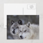 Wölfe (Canus lupus) | West Yellowstone Postkarte (Vorne/Hinten)