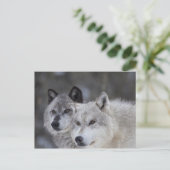 Wölfe (Canus lupus) | West Yellowstone Postkarte (Stehend Vorderseite)