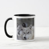 Wölfe (Canus Lupus) | WestYellowstone Tasse (Links)