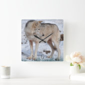 Wölfe der Weißen Arktis und Schnee Wildlife Art Cl Quadratische Wanduhr (Zuhause)