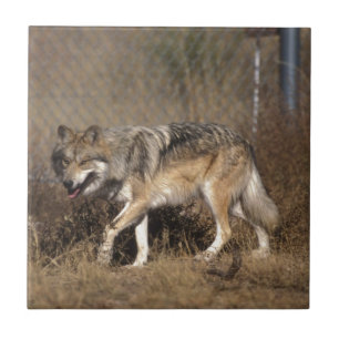 WÖLFE FLIESE