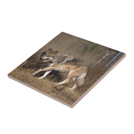 WÖLFE FLIESE (Seite)