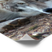 Wölfe, Graue Wolf Poster (Ecke)