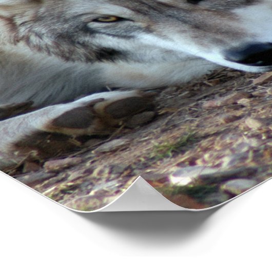 Wölfe, Graue Wolf Poster (Ecke)