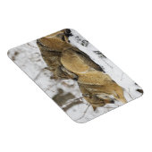 Wölfe im Bawarian Wood Magnet (Rechte Seite)