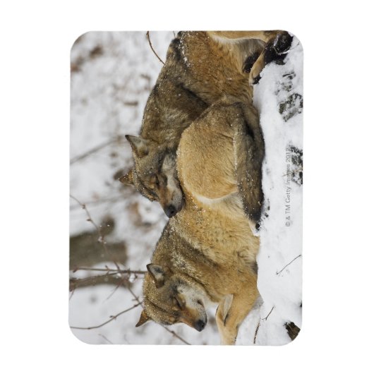 Wölfe im Bawarian Wood Magnet (Vertikal)