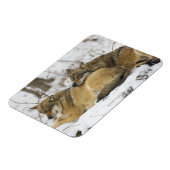 Wölfe im Bawarian Wood Magnet (Linke Seite)