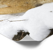 Wölfe im Bawarian Wood Poster (Ecke)