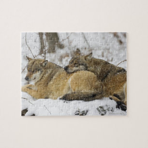 Wölfe im bayerischen Holz Puzzle