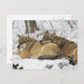 Wölfe im Bayerischen Wald Postkarte (Vorne/Hinten)