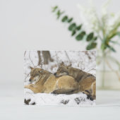 Wölfe im Bayerischen Wald Postkarte (Stehend Vorderseite)