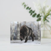 Wölfe Postkarte (Stehend Vorderseite)