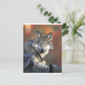 Wölfe Postkarte (Stehend Vorderseite)