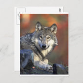 Wölfe Postkarte (Vorne/Hinten)