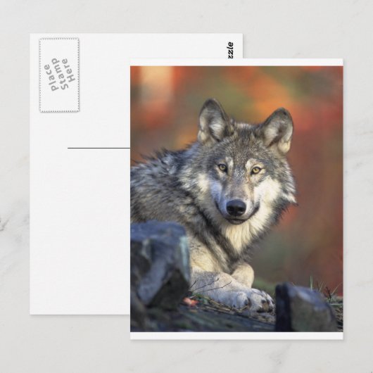 Wölfe Postkarte (Vorne/Hinten)
