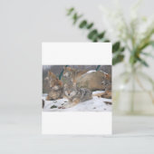 Wölfe Postkarte (Stehend Vorderseite)