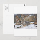 Wölfe Postkarte (Vorne/Hinten)