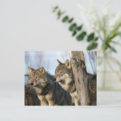 Wölfe Postkarte (Stehend Vorderseite)