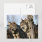 Wölfe Postkarte (Vorne/Hinten)