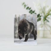 Wölfe Postkarte (Stehend Vorderseite)