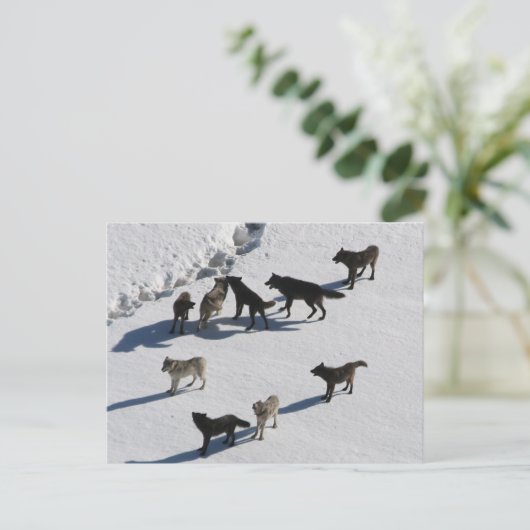 Wölfe Postkarte (Stehend Vorderseite)