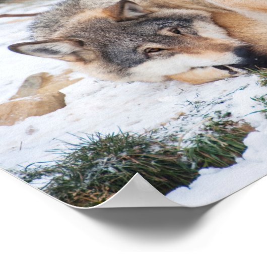 Wölfe schlafen poster (Ecke)