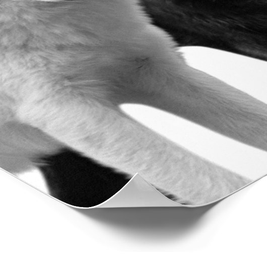 Wölfe Schwarz-weiß Hütte Rustikales Foto Poster (Ecke)