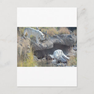 Wölfe Wald Natur Land Frieden Liebe Tier Postkarte