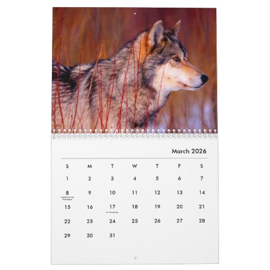 Wölfe Wall Calendar Kalender (Mär 2026)