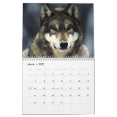 Wölfe - Wildtiere Kalender (Mär 2027)