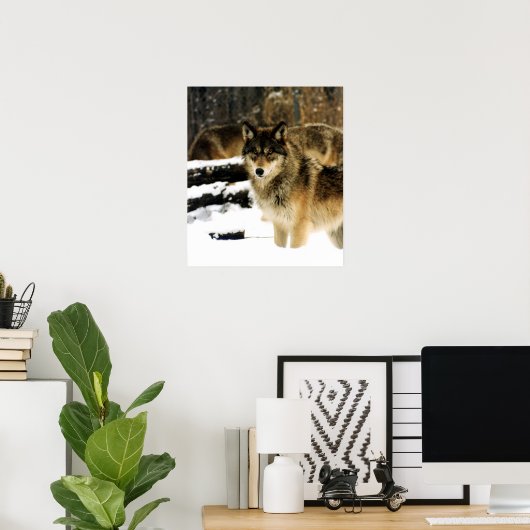Wolfen im Schnee Poster (Heimbüro)