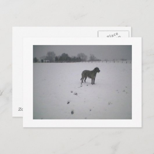 Wolfhund im Schnee Postkarte (Vorne/Hinten)
